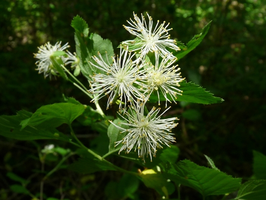 {Neviusia alabamensis}